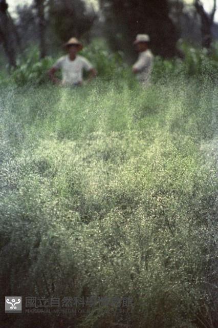 1950至2006年臺灣常民生活藏品圖，第1張