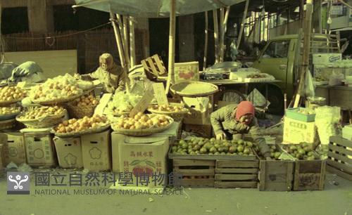 1950至2006年臺灣常民生活藏品圖，第1張