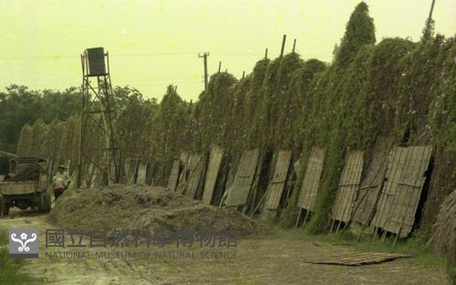 1950至2006年臺灣常民生活藏品圖，第1張