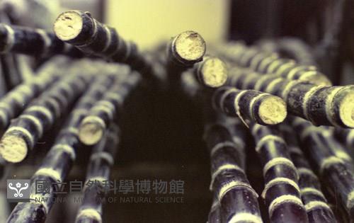 1950至2006年臺灣常民生活藏品圖，第1張