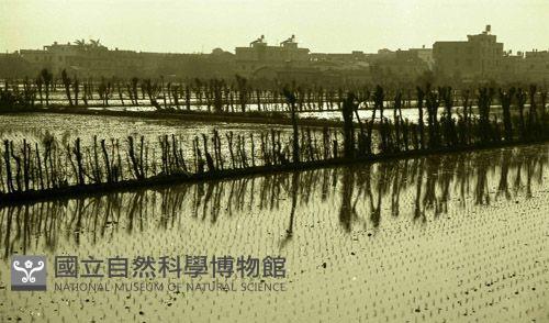 1950至2006年臺灣常民生活藏品圖，第1張