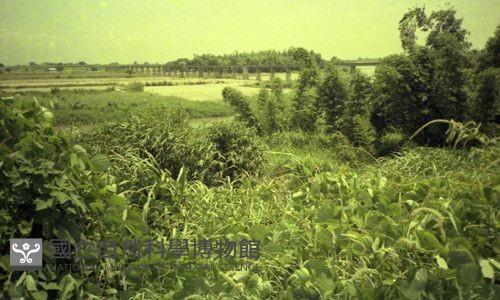 1950至2006年臺灣常民生活藏品圖，第1張