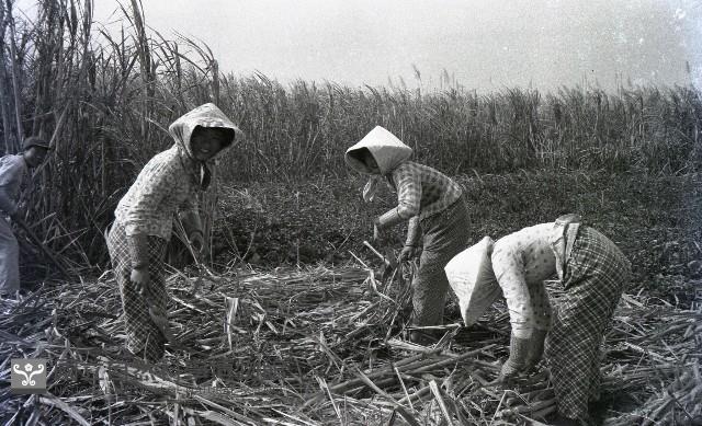 1950至2006年臺灣常民生活藏品圖，第1張