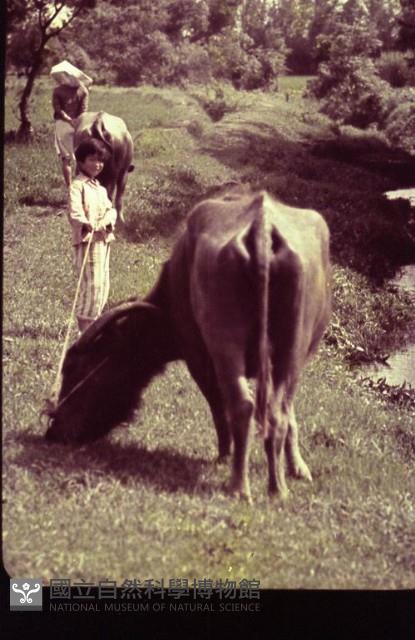 1950至2006年臺灣常民生活藏品圖，第1張