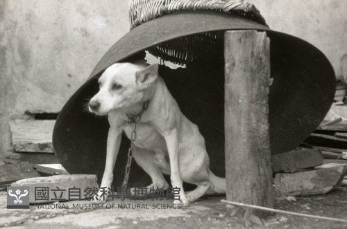 1950至2006年台灣常民生活(No:565)藏品圖，第1張