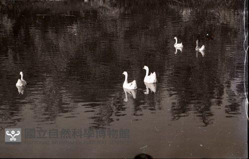 1950至2006年臺灣常民生活 藏品圖，第1張