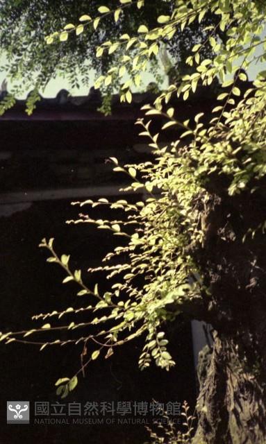 1950至2006年臺灣常民生活藏品圖，第1張