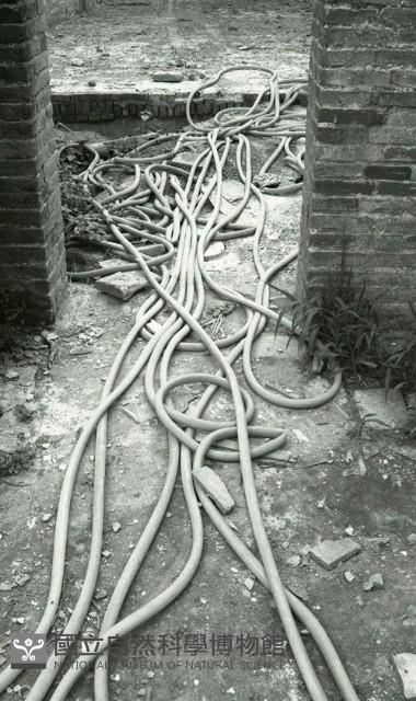 1950至2006年臺灣常民生活藏品圖，第1張