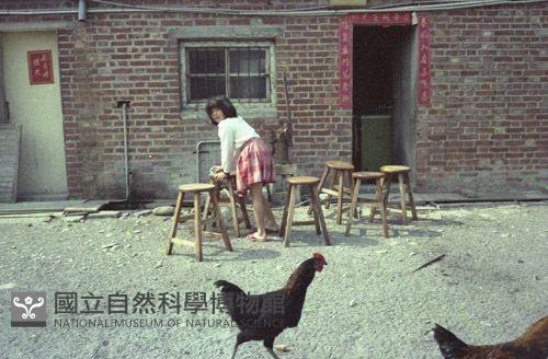 1950至2006年臺灣常民生活藏品圖，第1張