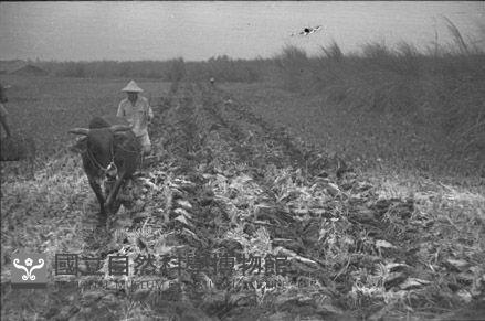 1950至2006年臺灣常民生活藏品圖，第1張