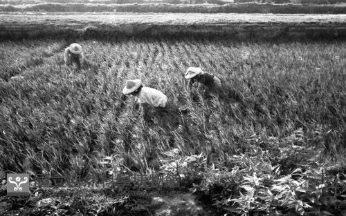 1950至2006年臺灣常民生活藏品圖，第1張
