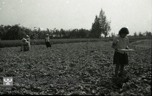 1950至2006年臺灣常民生活 藏品圖，第1張