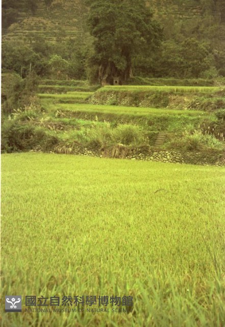 1950至2006年臺灣常民生活藏品圖，第1張