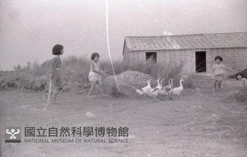 1950至2006年臺灣常民生活藏品圖，第1張