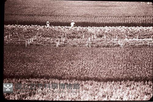 1950至2006年臺灣常民生活藏品圖，第1張