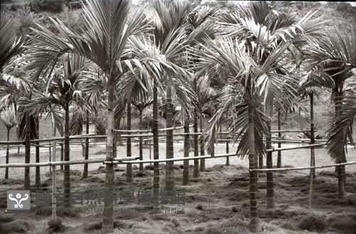 1950至2006年臺灣常民生活藏品圖，第1張