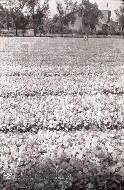 1950至2006年臺灣常民生活藏品圖，第1張