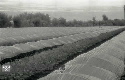 1950至2006年臺灣常民生活藏品圖，第1張