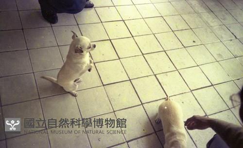 1950至2006年臺灣常民生活藏品圖，第1張