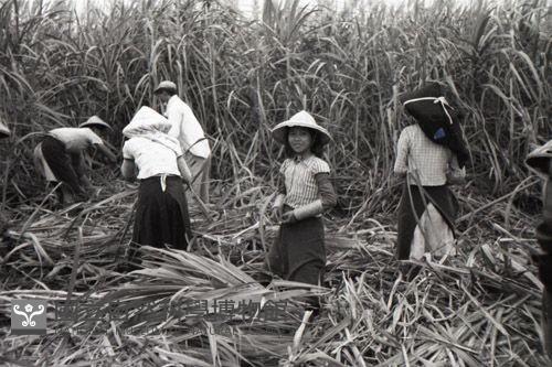 1950至2006年臺灣常民生活藏品圖，第1張