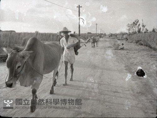 1950至2006年臺灣常民生活藏品圖，第1張