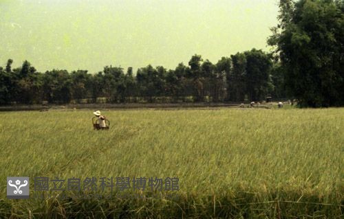 1950至2006年臺灣常民生活藏品圖，第1張