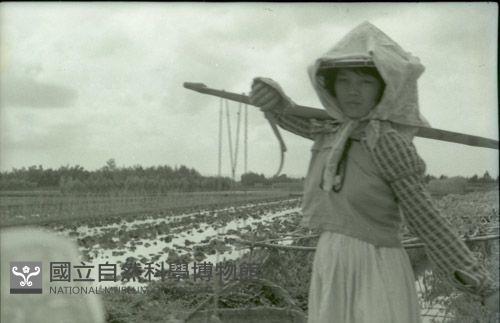 1950至2006年臺灣常民生活藏品圖，第1張