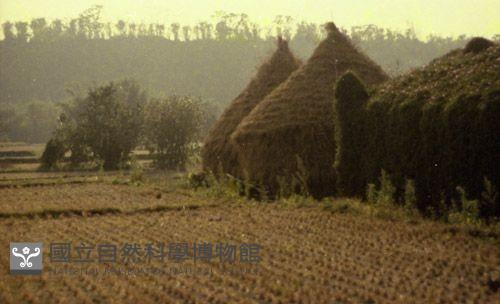 1950至2006年臺灣常民生活藏品圖，第1張