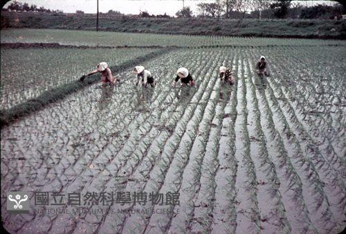 插秧（1950至2006年臺灣常民生活）藏品圖，第1張