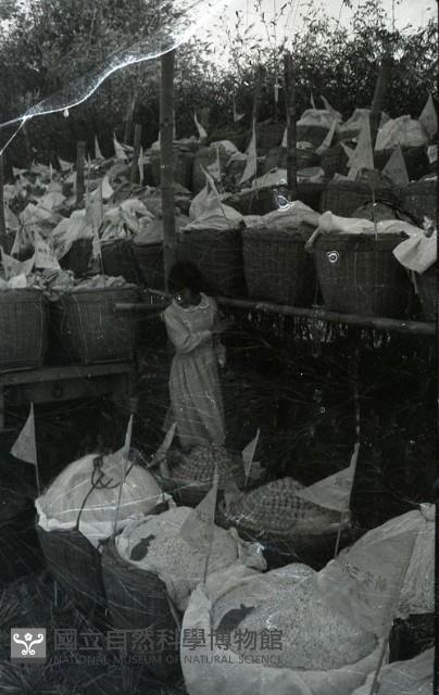 1950至2006年臺灣常民生活藏品圖，第1張