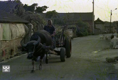 1950至2006年臺灣常民生活藏品圖，第1張