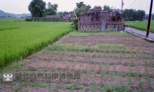 1950至2006年臺灣常民生活藏品圖，第1張