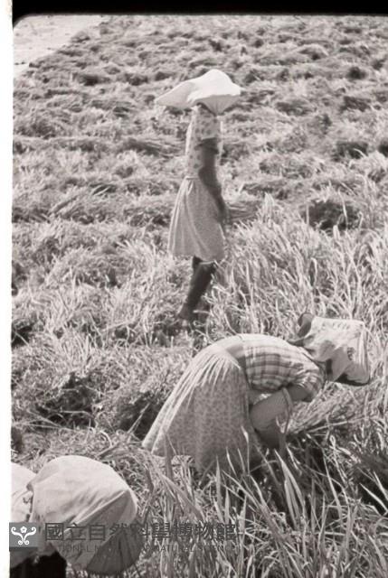 1950至2006年臺灣常民生活藏品圖，第1張