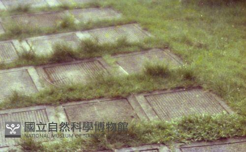 1950至2006年臺灣常民生活藏品圖，第1張