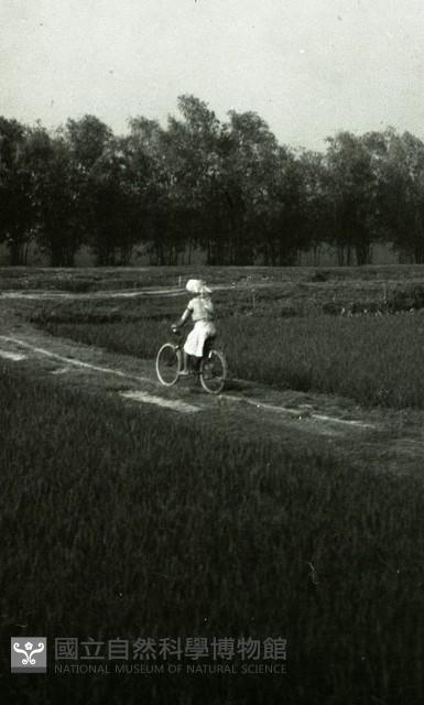 1950至2006年臺灣常民生活藏品圖，第1張