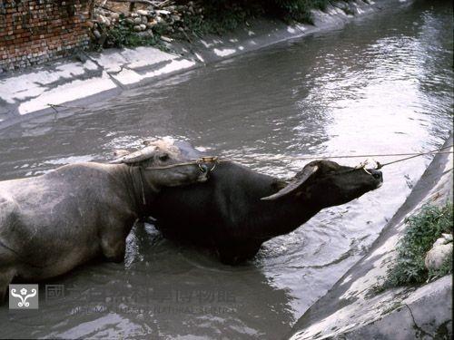 1950至2006年臺灣常民生活藏品圖，第1張