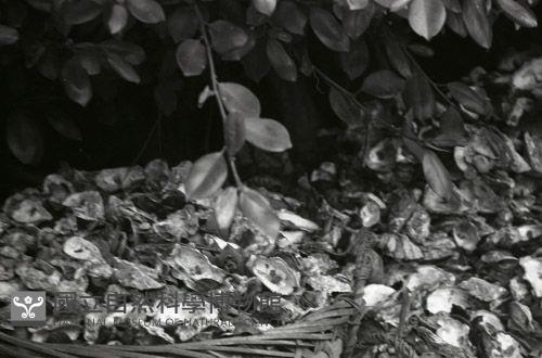 1950至2006年台灣常民生活藏品圖，第1張