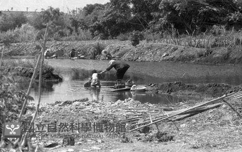 1950至2006年臺灣常民生活藏品圖，第1張