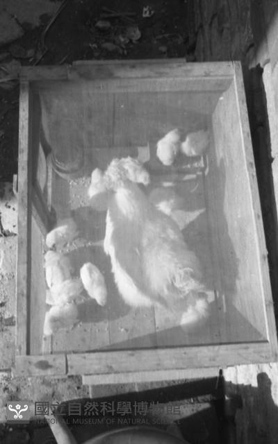 1950至2006年臺灣常民生活藏品圖，第1張