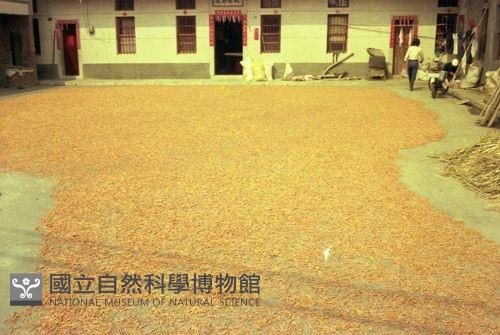 1950至2006年臺灣常民生活藏品圖，第1張