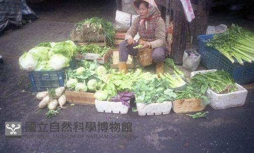 1950至2006年臺灣常民生活藏品圖，第1張