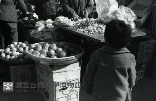 1950至2006年臺灣常民生活藏品圖，第1張
