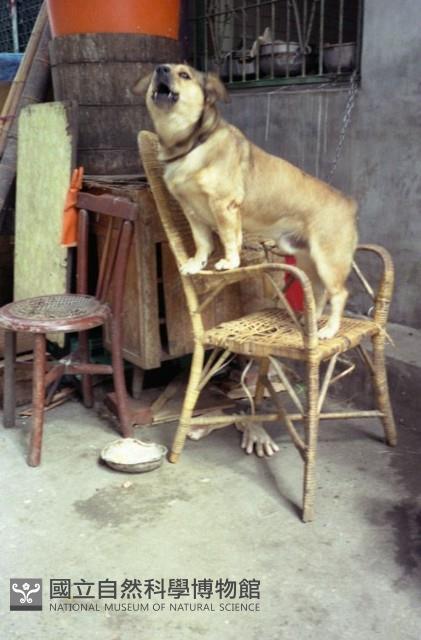 1950至2006年臺灣常民生活藏品圖，第1張