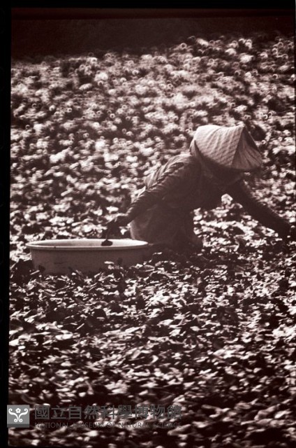 1950至2006年臺灣常民生活藏品圖，第1張