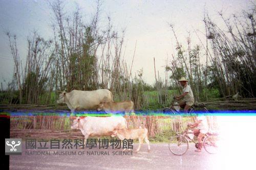 1950至2006年臺灣常民生活藏品圖，第1張