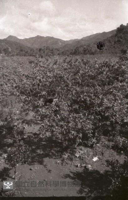1950至2006年台灣常民生活藏品圖，第1張