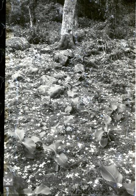 1950至2006年臺灣常民生活藏品圖，第1張