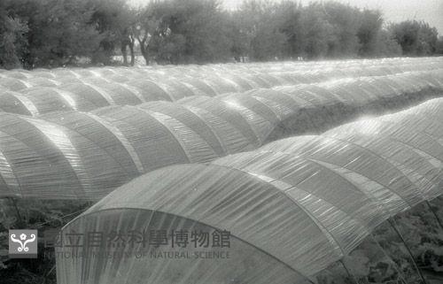 1950至2006年臺灣常民生活藏品圖，第1張