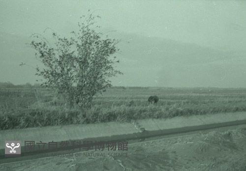 1950至2006年台灣常民生活(No:574 黑)藏品圖，第1張