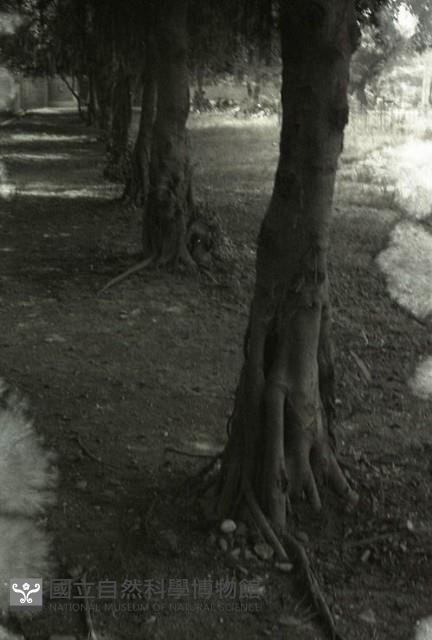 1950至2006年臺灣常民生活藏品圖，第1張